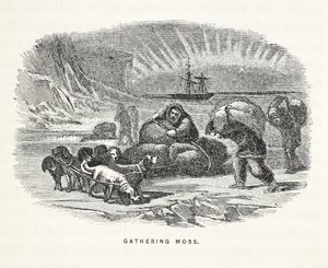 Moss Toplama, 'Sir John Franklin'i Ararken İkinci Grinnell Expedition...'dan bir örnek, 1856